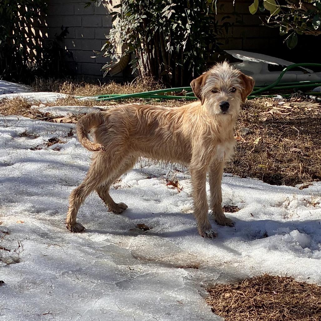 Enlarge GOLDIE, a Adoptable mixed breed in Parsippany , NJ image 2/6