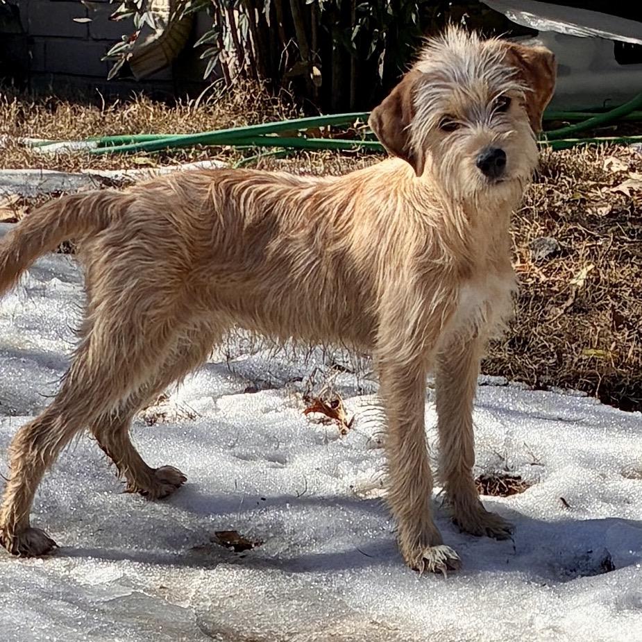 Enlarge GOLDIE, a Adoptable mixed breed in Parsippany , NJ image 3/6