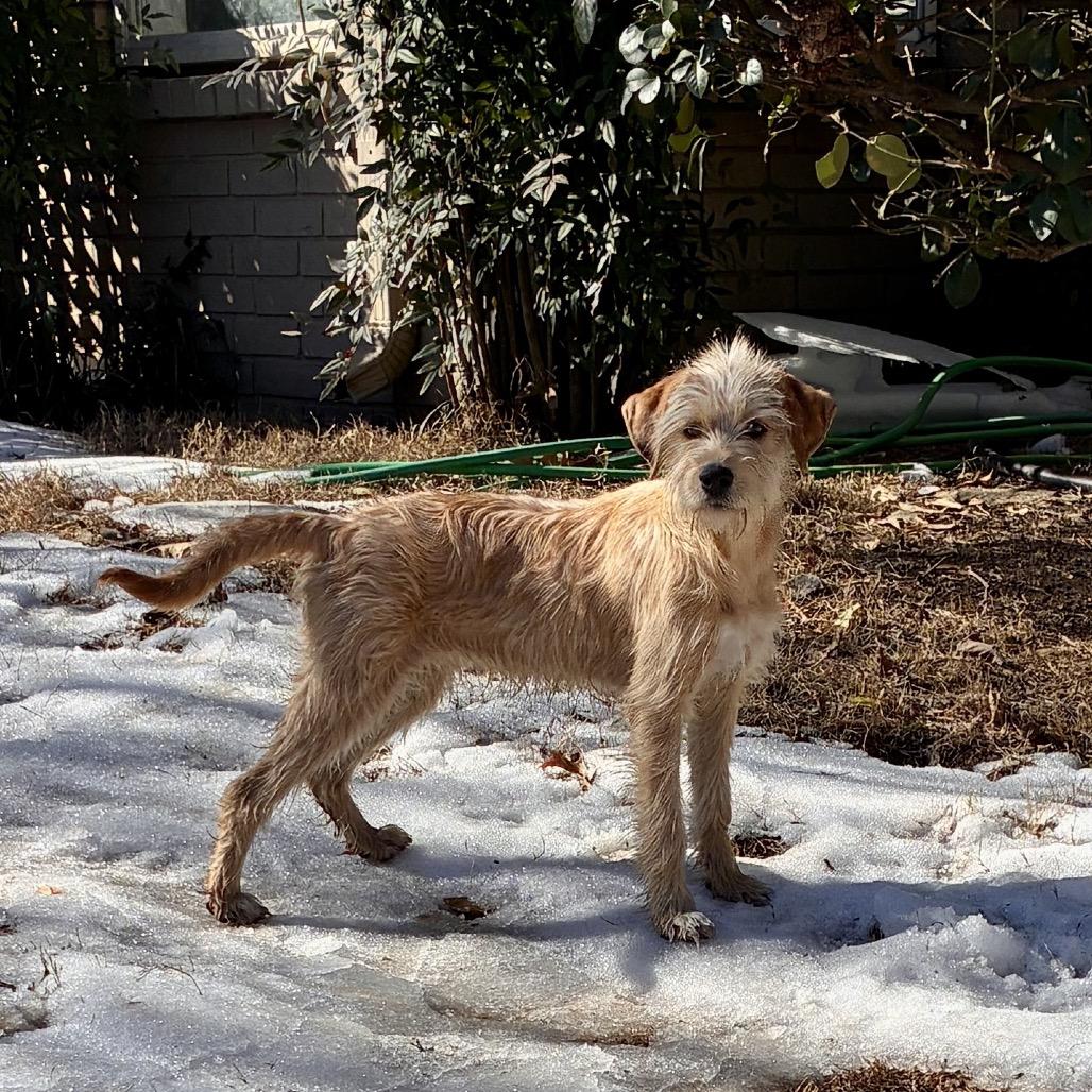 Enlarge GOLDIE, a Adoptable mixed breed in Parsippany , NJ image 4/6