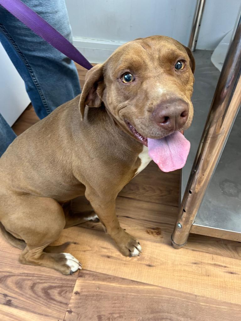 Mona, Adoptable, Adult Female Labrador Retriever & Staffordshire Bull Terrier.