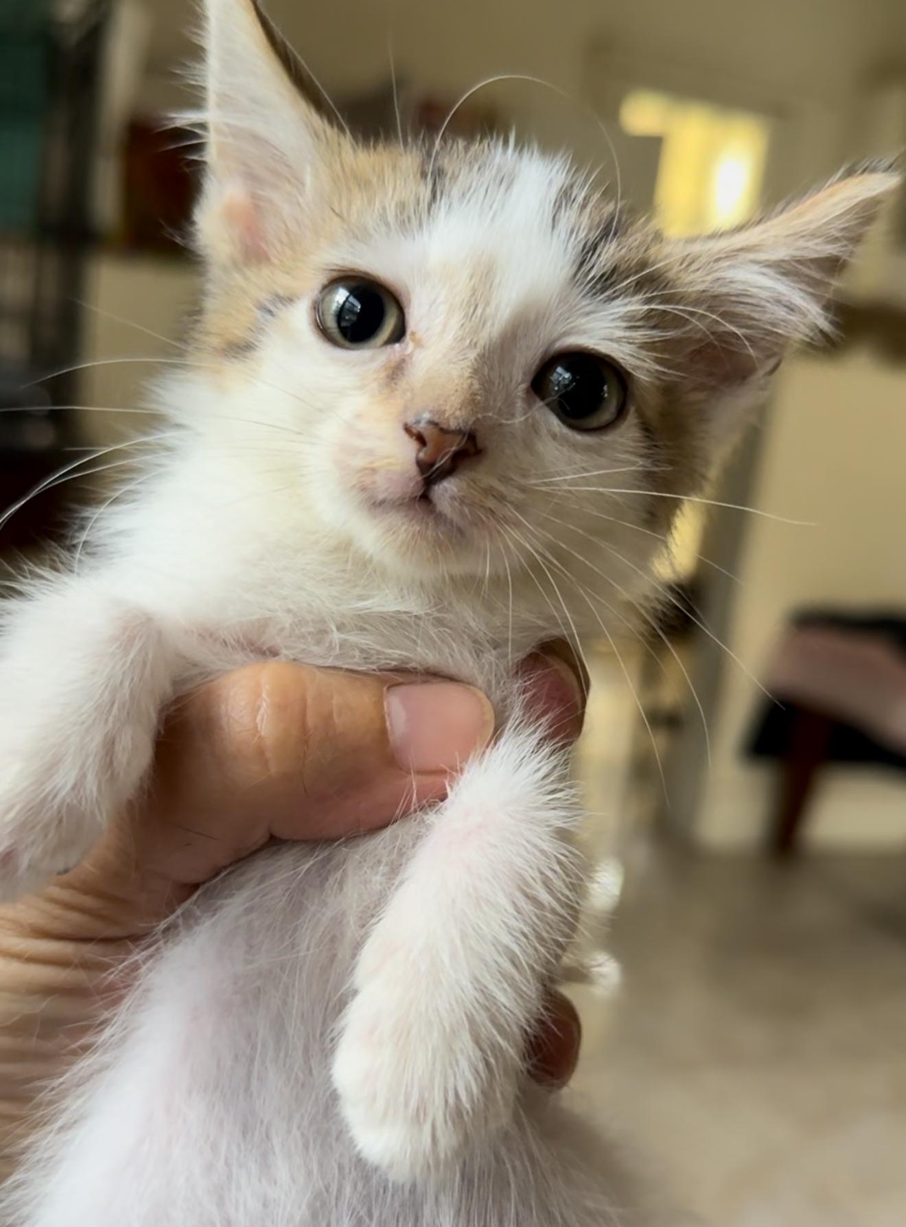 Franklin and Frazier