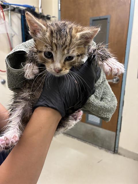 JAMES, Adoptable, Kitten Male Domestic Short Hair.