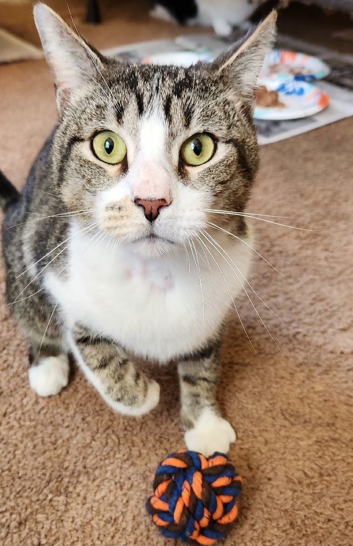 Nakofi, a Adoptable mixed breed in Flushing, NY image 1/4