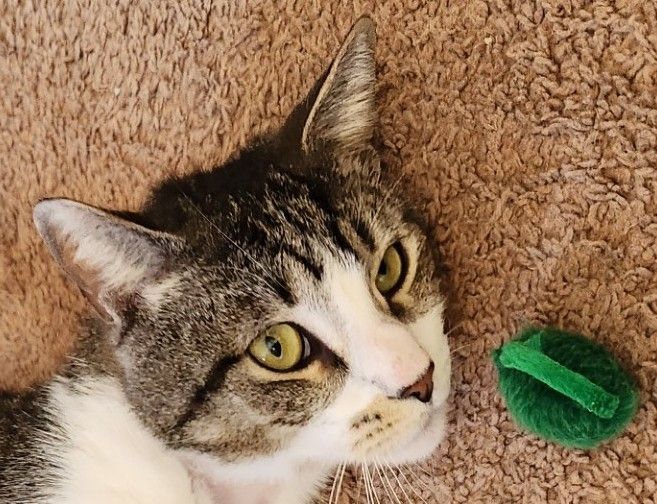 Nakofi, a Adoptable mixed breed in Flushing, NY image 2/4