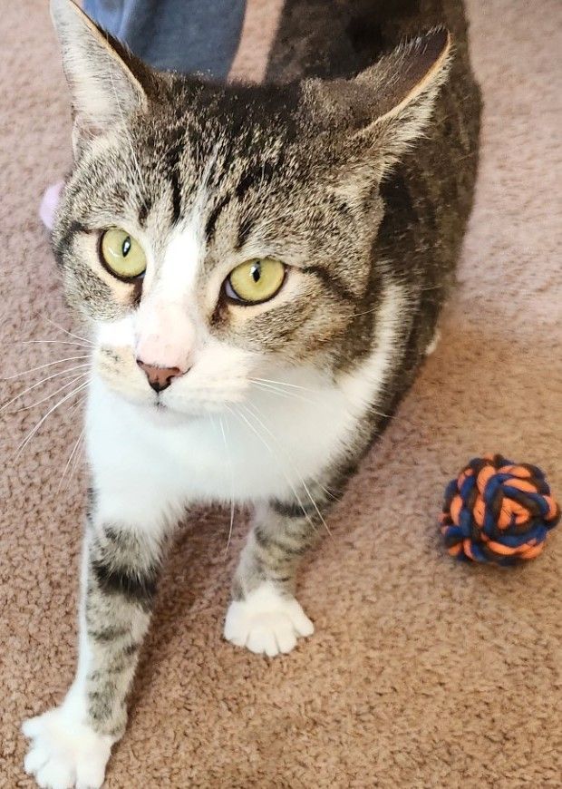 Nakofi, a Adoptable mixed breed in Flushing, NY image 3/4