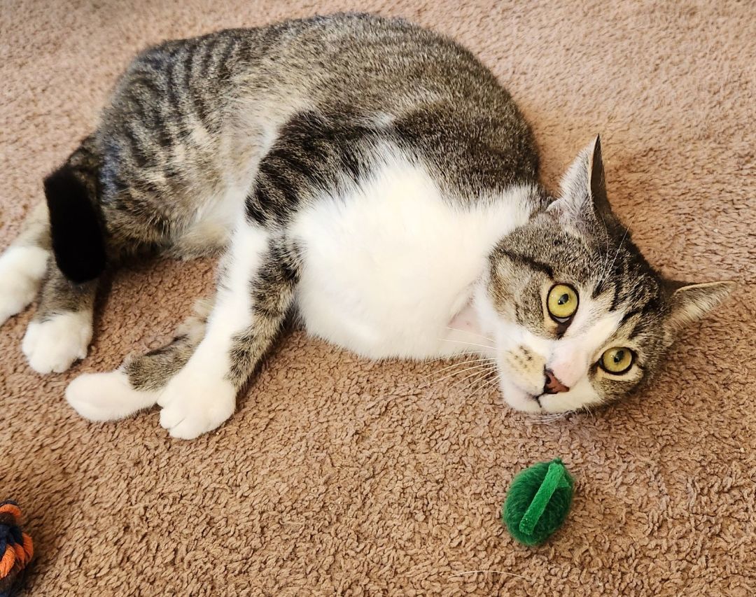 Nakofi, a Adoptable mixed breed in Flushing, NY image 4/4