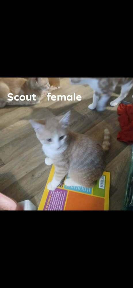 Scout, Adoptable, Kitten Female American Shorthair.