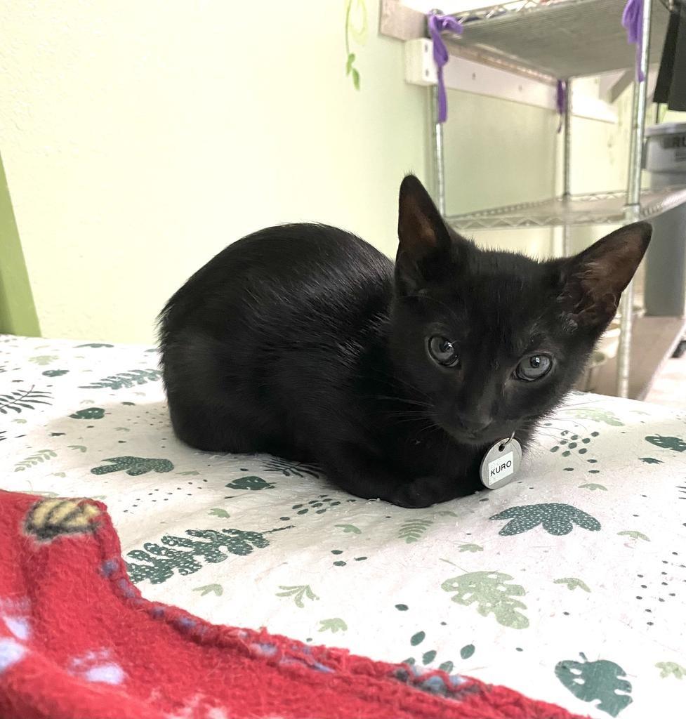 Kuro, Adopted, Young Female Domestic Short Hair.