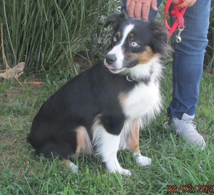 Enlarge Ariel, a ADOPTABLE Australian Shepherd in Frederick, MD image 3/5