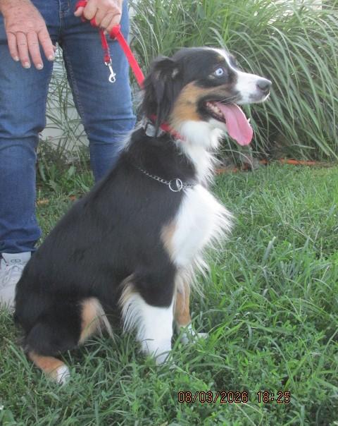 Enlarge Ariel, a ADOPTABLE Australian Shepherd in Frederick, MD image 2/5