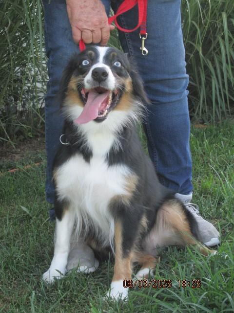 Enlarge Ariel, a ADOPTABLE Australian Shepherd in Frederick, MD image 4/5