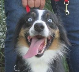 Enlarge Ariel, a ADOPTABLE Australian Shepherd in Frederick, MD image 5/5