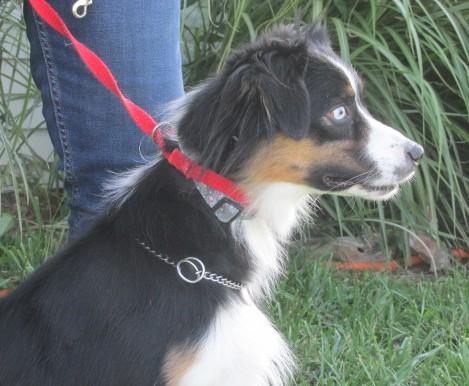 Ariel, ADOPTABLE, Young Female Australian Shepherd.