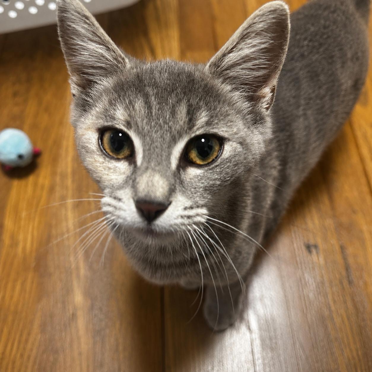 Enlarge Pebbles & Maisie, a Adopted Domestic Short Hair in Pittsburgh, PA image 4/4