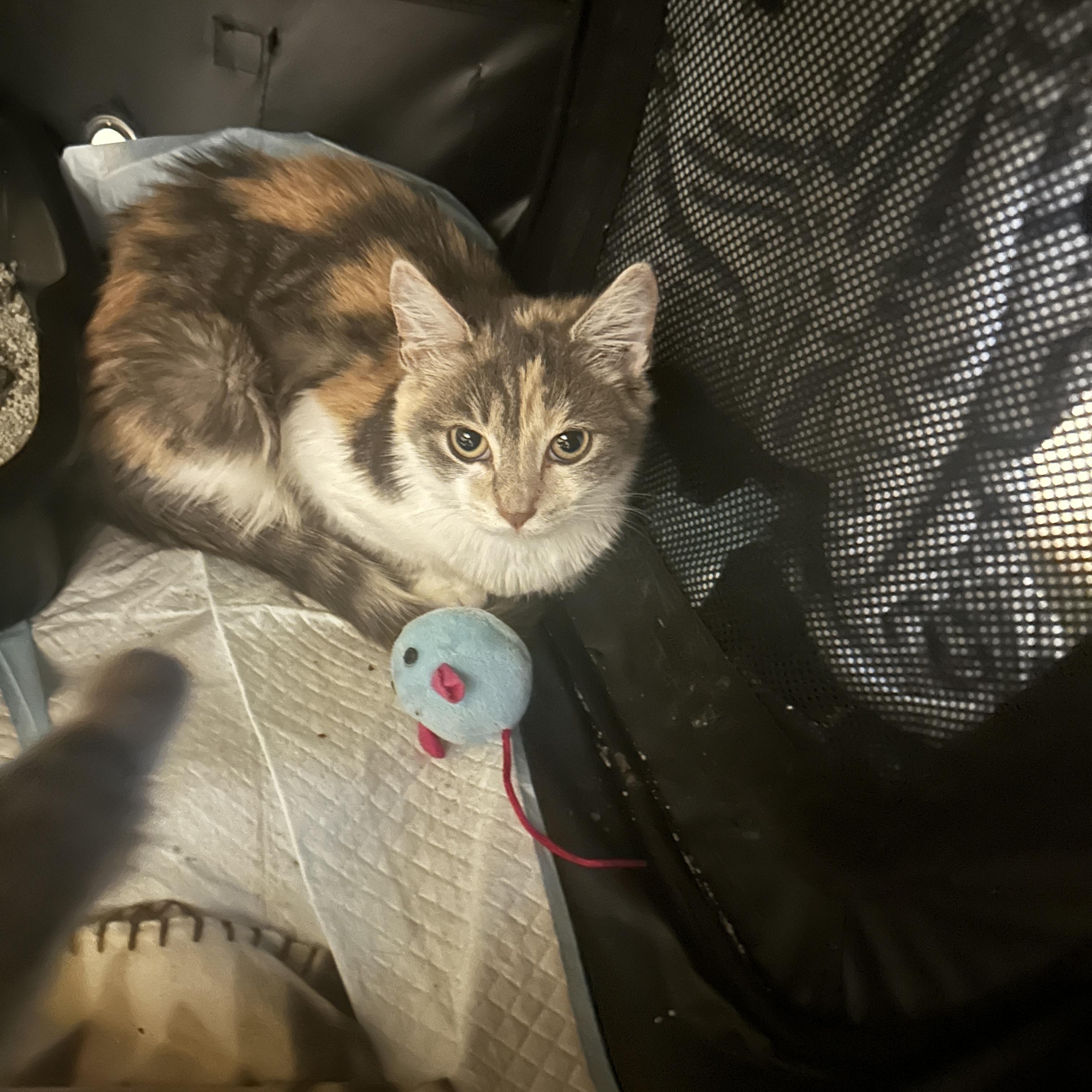 Enlarge Pebbles & Maisie, a Adopted Domestic Short Hair in Pittsburgh, PA image 3/4
