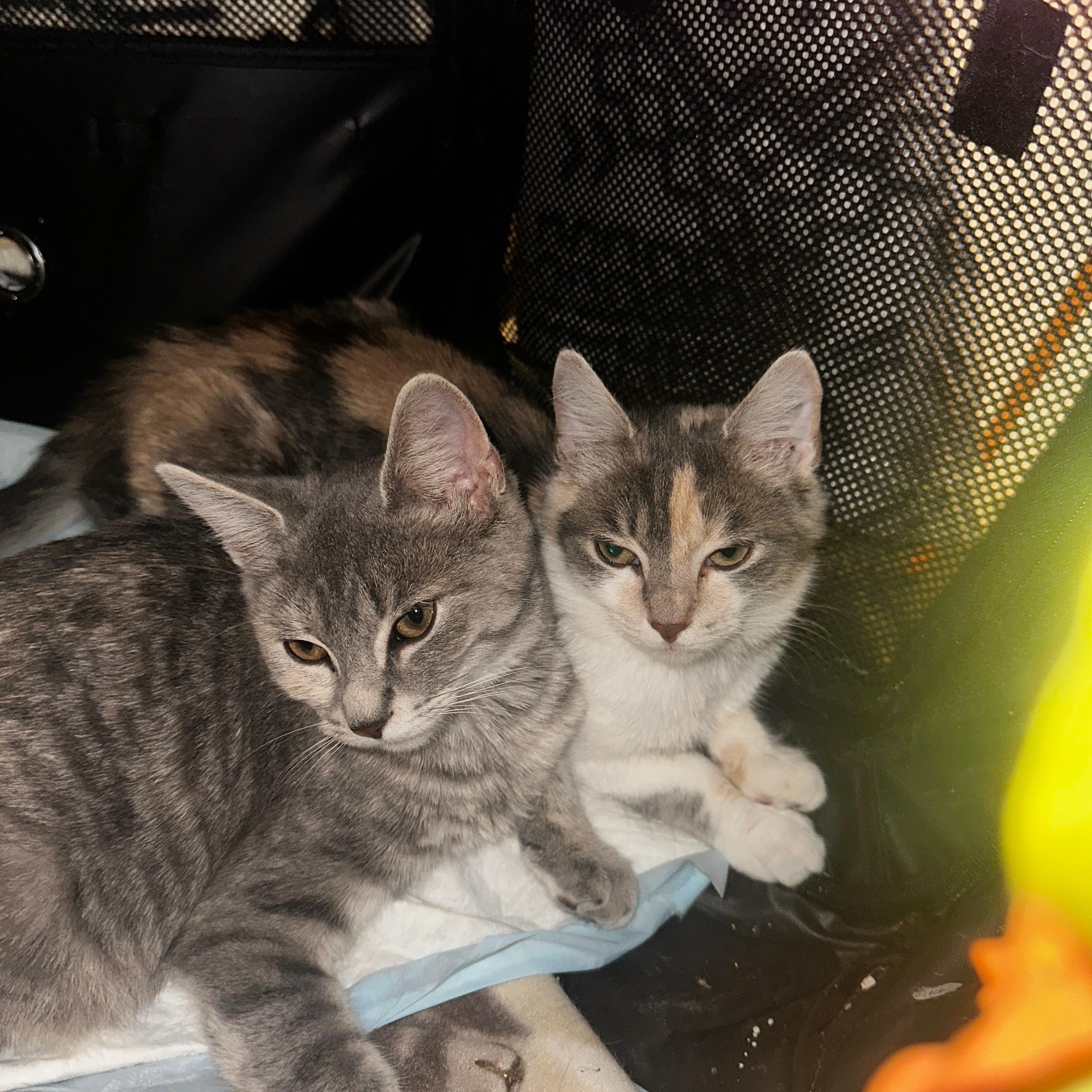 Enlarge Pebbles & Maisie, a Adopted Domestic Short Hair in Pittsburgh, PA image 2/4