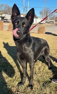 Enlarge Ashley , an adopted German Shepherd Dog in Abilene, KS image 1/2