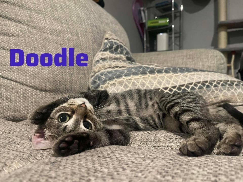 Doodle