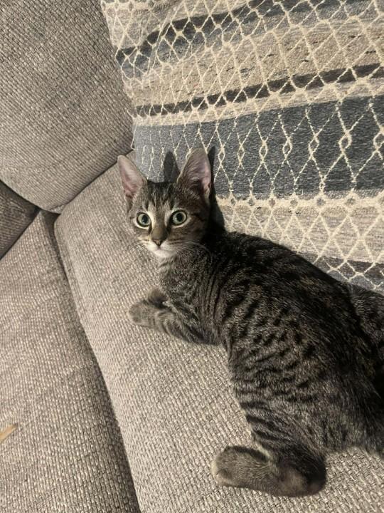 Doodle — thumbnail 3