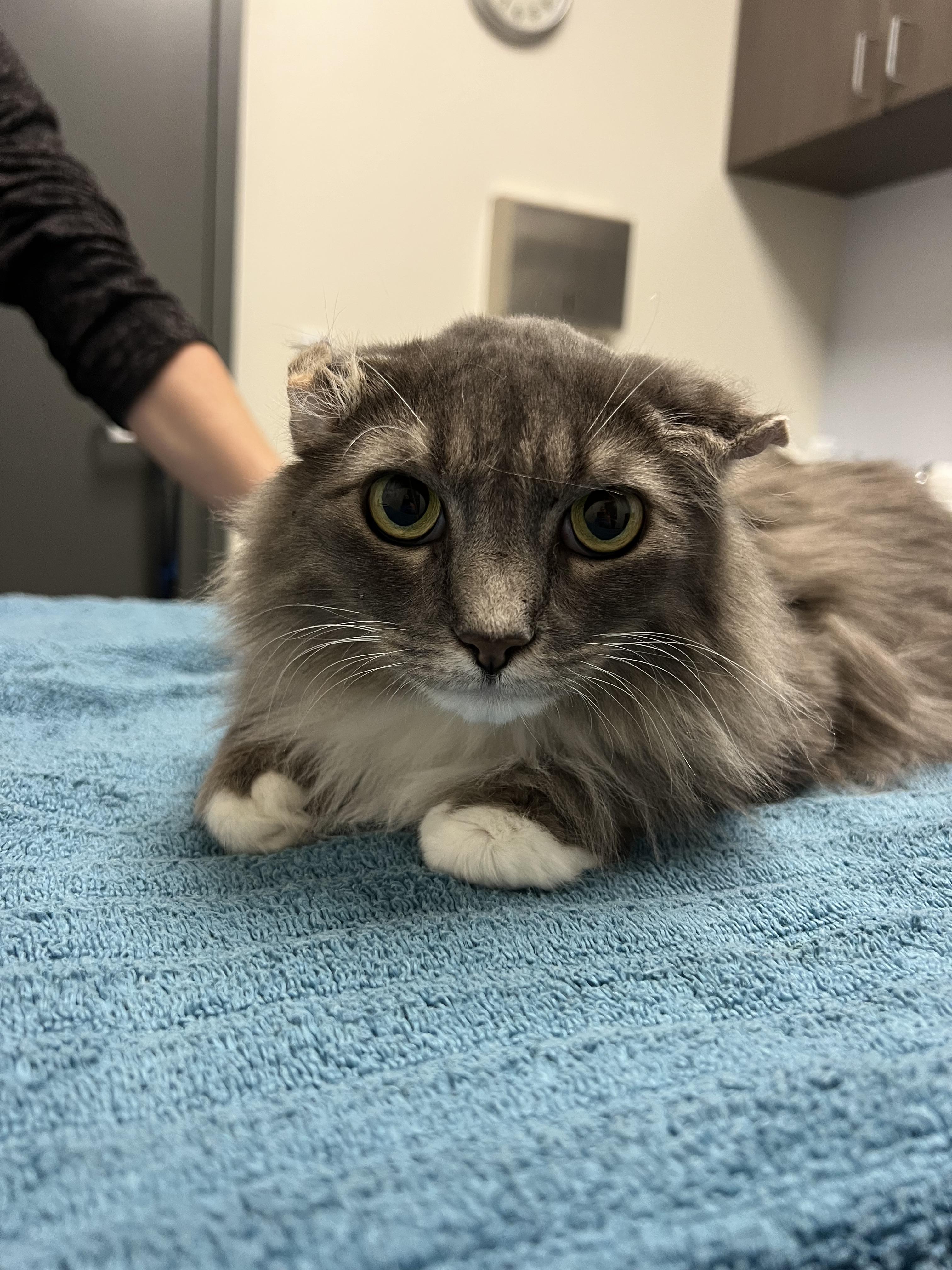 Enlarge Willow, a Adoptable mixed breed in Chico, CA image 1/1