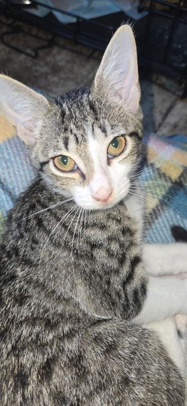 Enlarge Aela, a Adopted mixed breed in Pineville, LA image 2/3