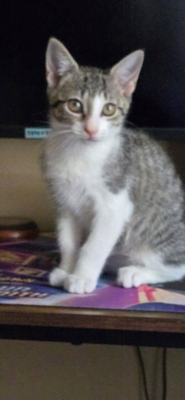 Aela, Adopted, Kitten Female Tabby & Domestic Short Hair.