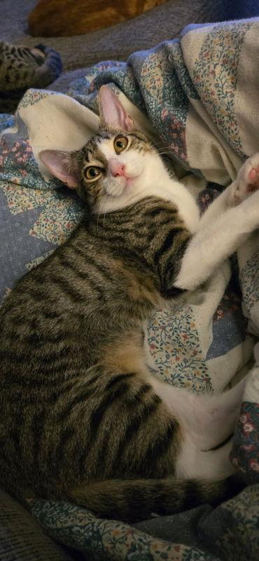 Enlarge Aela, a Adopted mixed breed in Pineville, LA image 3/3