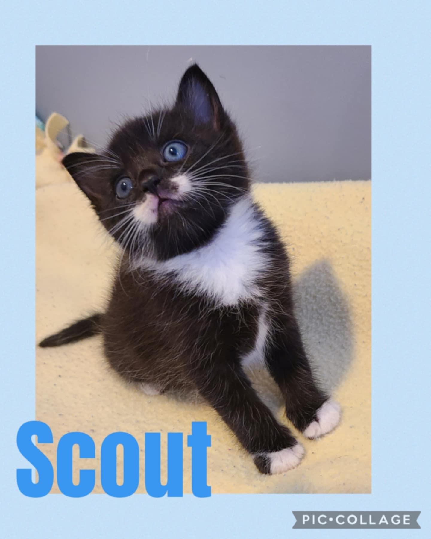 Scout, an adoptable Domestic Short Hair in St Stephen, NB, E3L 2X2 | Photo Image 2