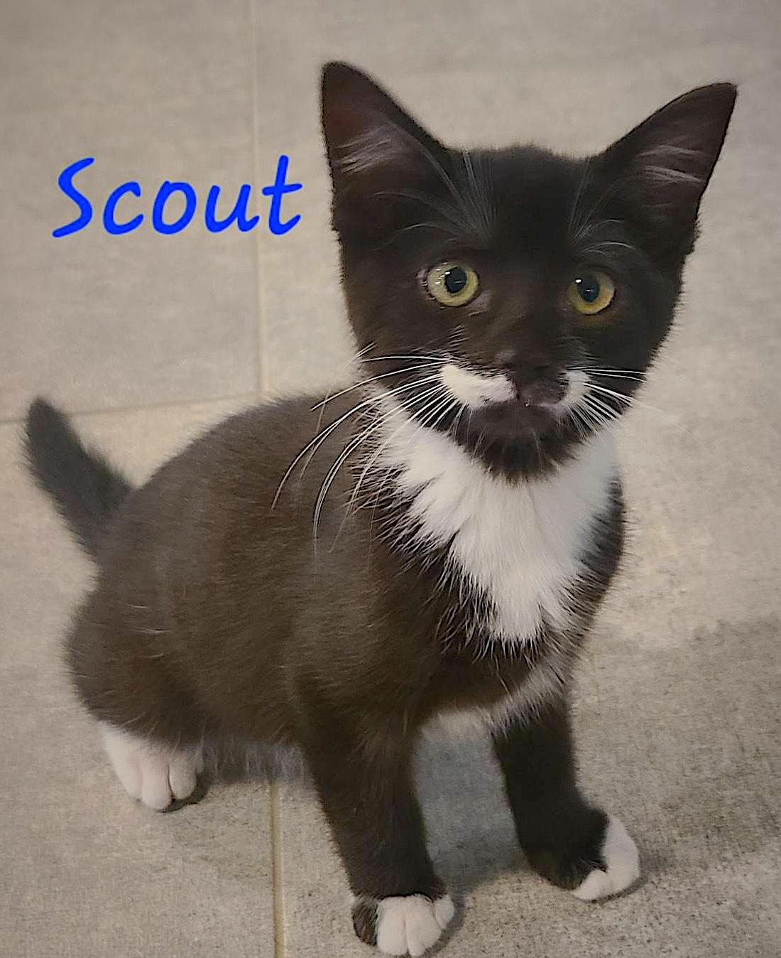 Enlarge Scout, an adoptable Domestic Short Hair in St Stephen, NB image 2/3