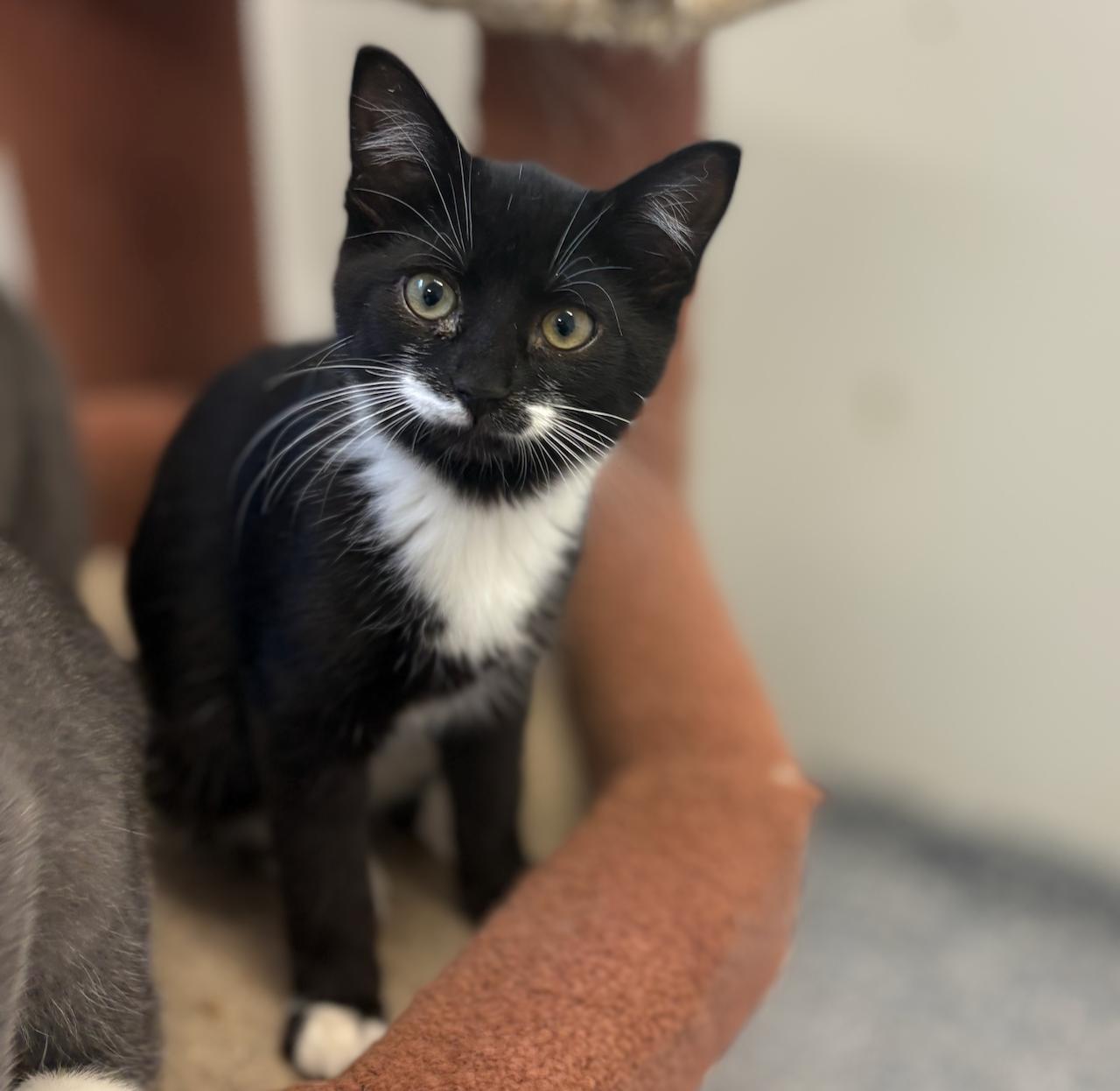Scout, an adoptable Domestic Short Hair in St Stephen, NB, E3L 2X2 | Photo Image 1