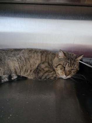 Enlarge Gingersnap, a Adoptable mixed breed in Beatrice, NE image 1/1