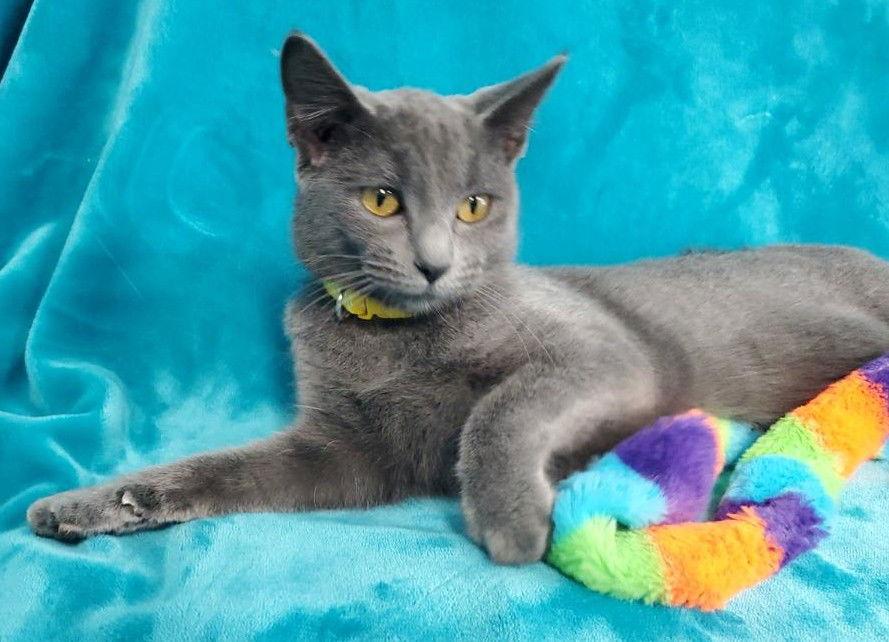 Lizzy, Adopted, Young Female Domestic Short Hair.