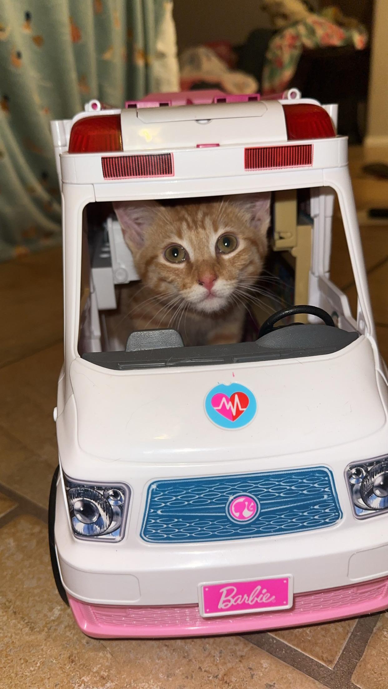 Enlarge Frito, a ADOPTABLE Domestic Medium Hair in queen creek, AZ image 2/4