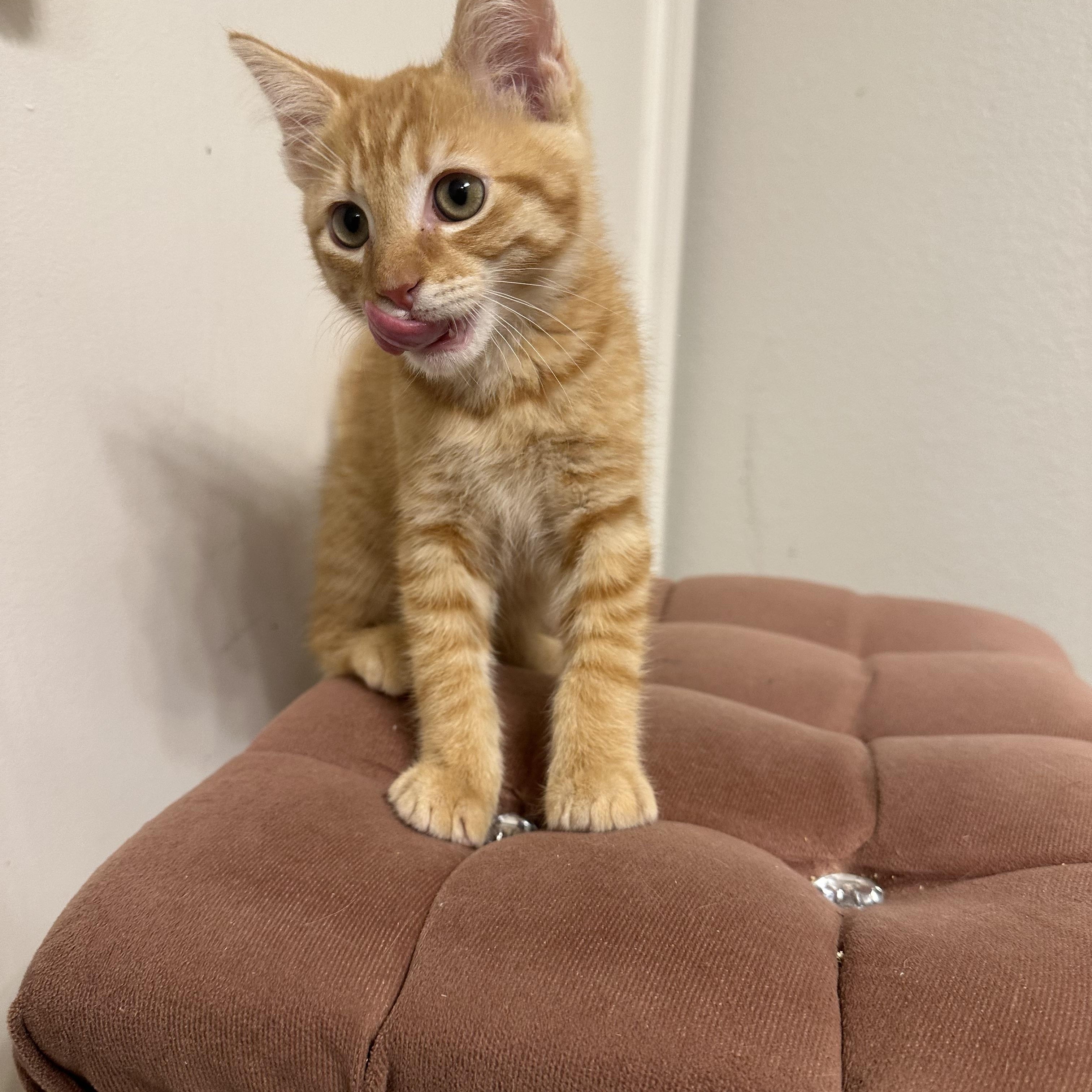 Enlarge Frito, a ADOPTABLE Domestic Medium Hair in queen creek, AZ image 3/4