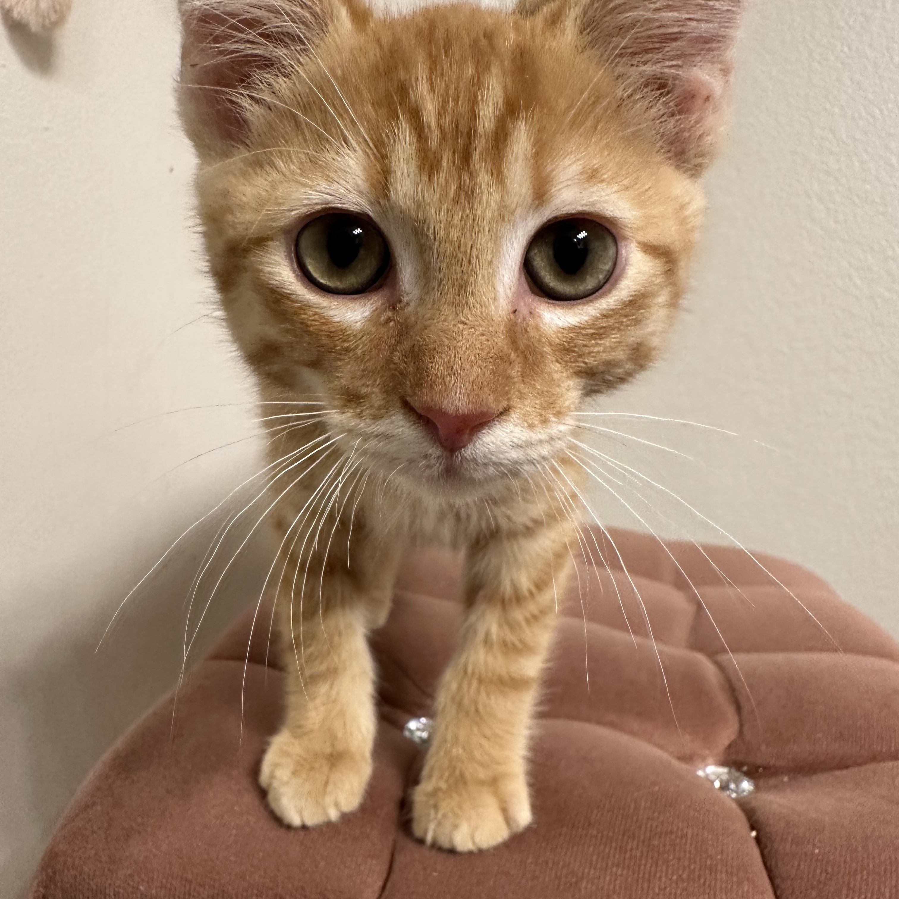 Enlarge Frito, a ADOPTABLE Domestic Medium Hair in queen creek, AZ image 4/4