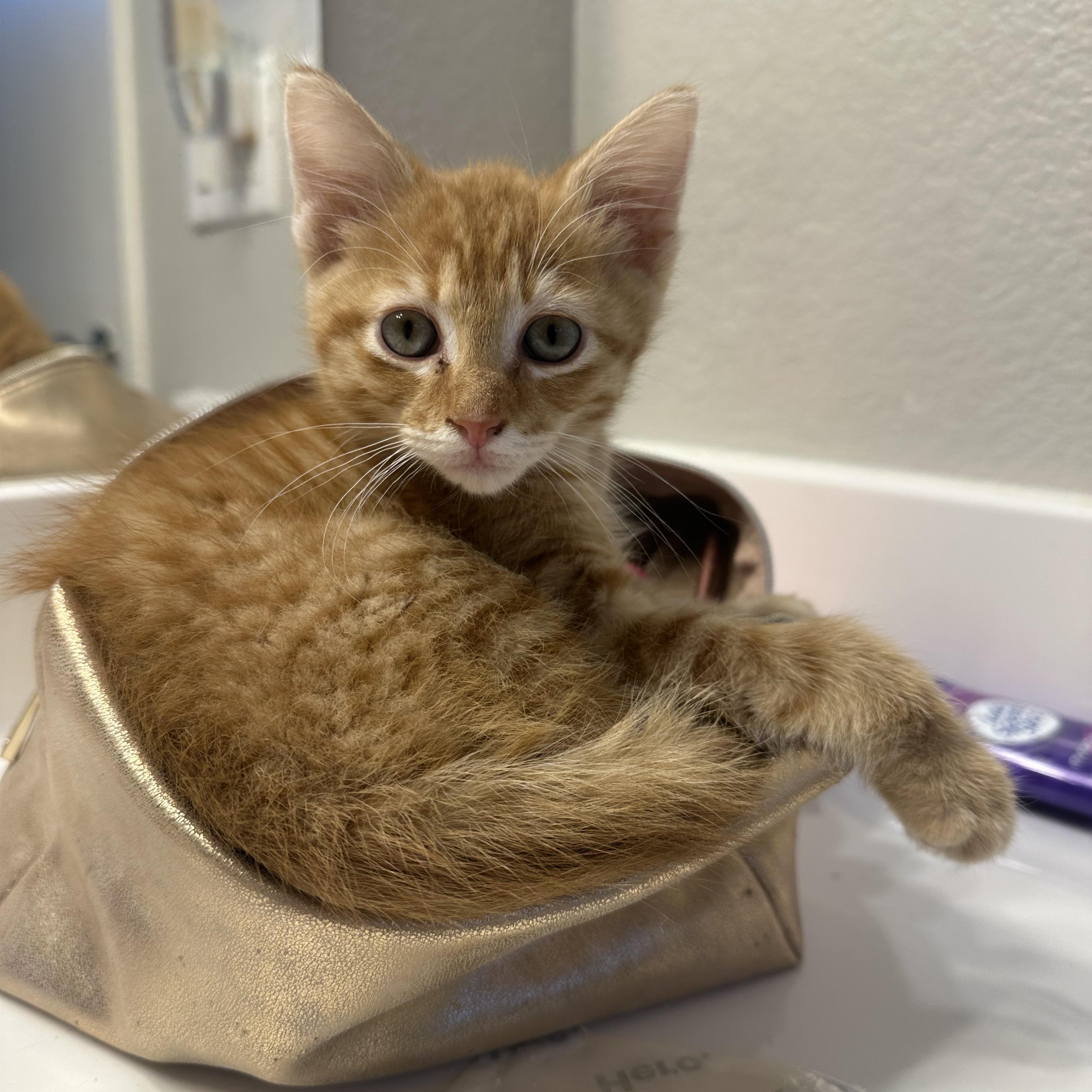 Frito, ADOPTABLE, Kitten Male Domestic Medium Hair.