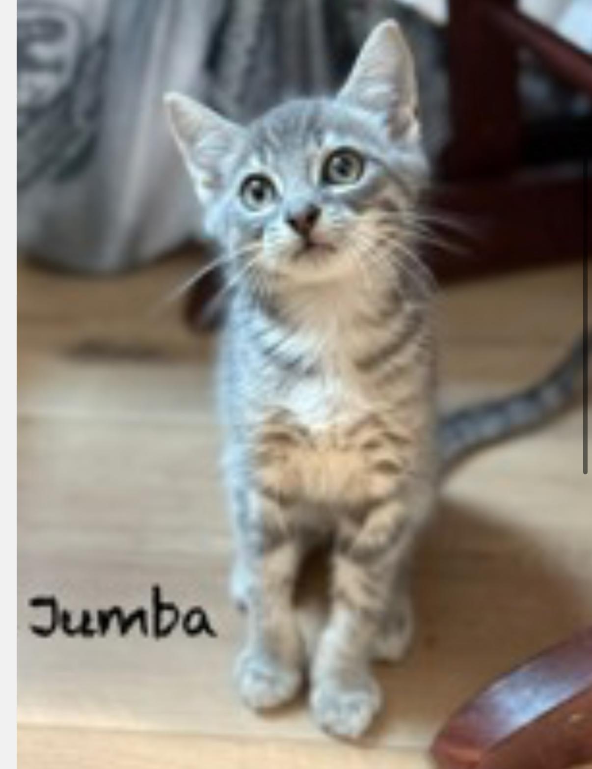Jumba, Baby Male unknown