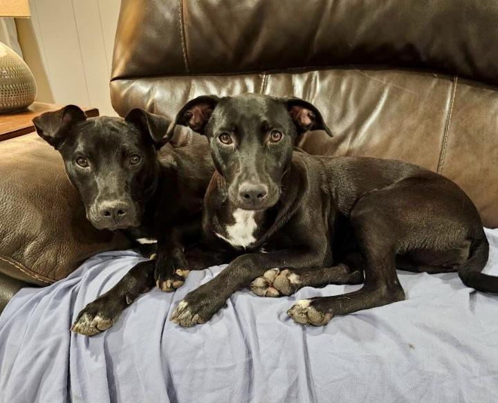 Enlarge Sandy Cheeks, a Adoptable mixed breed in Indianapolis, IN image 4/5