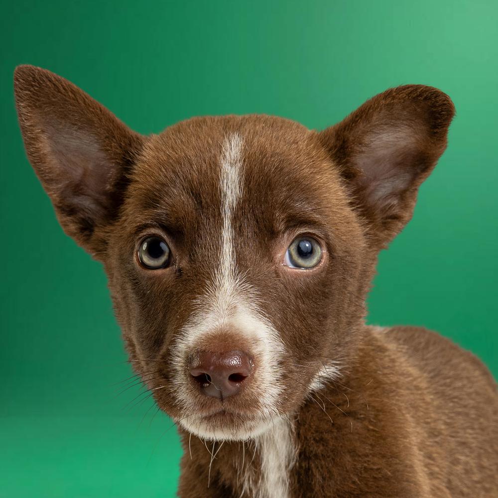 AAD New Arrival! Gingy - 26075, Adoptable, Puppy Male Husky.