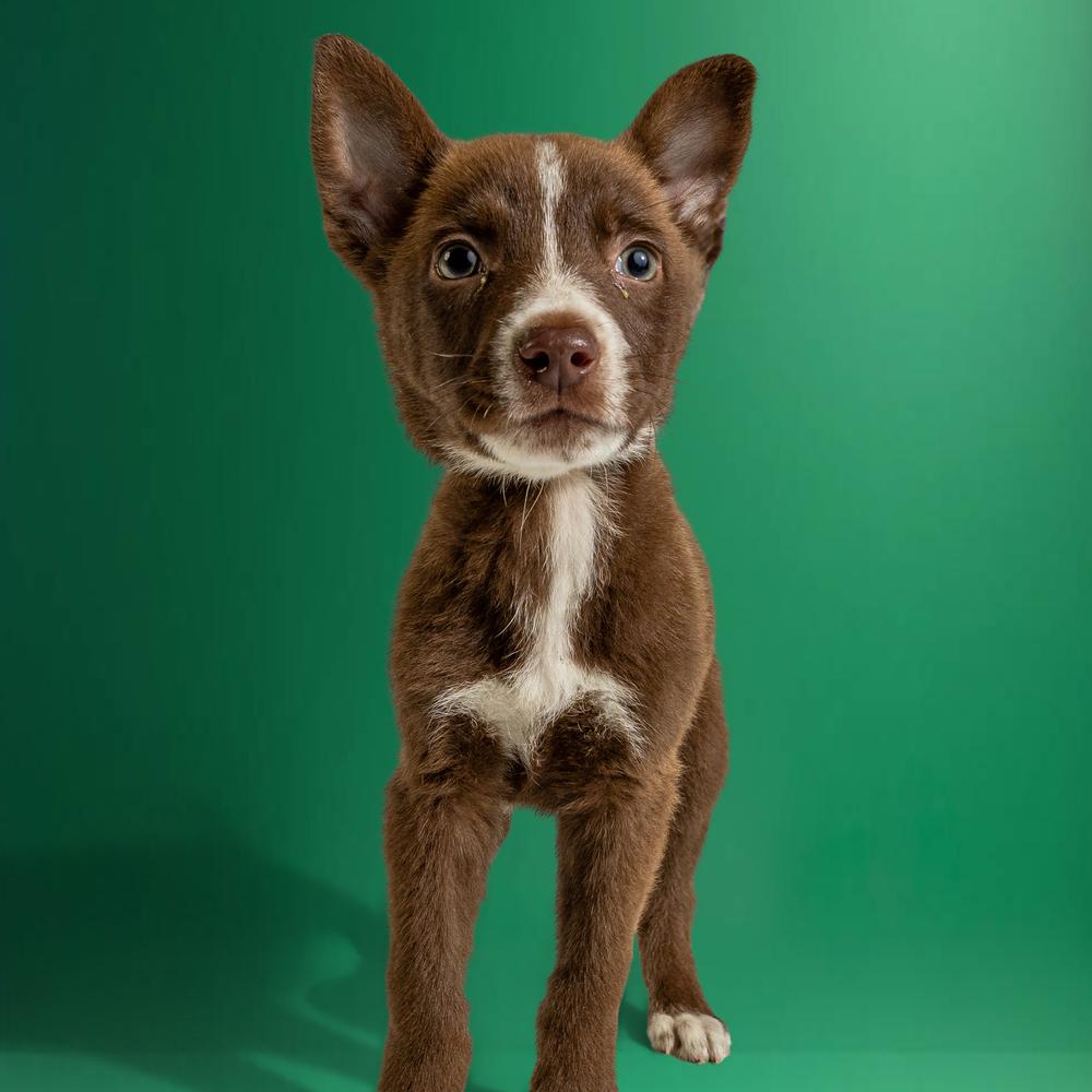Enlarge AAD New Arrival!  Gingy - 26075, a Adoptable mixed breed in Armonk, NY image 2/3