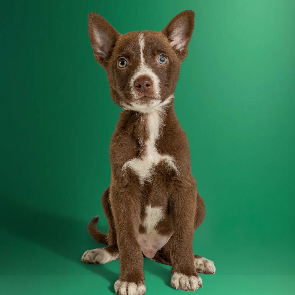 Enlarge AAD New Arrival!  Gingy - 26075, a Adoptable mixed breed in Armonk, NY image 3/3
