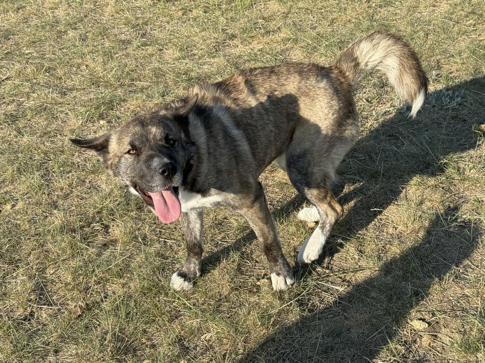 Kit, Adoptable, Adult Female Shar-Pei.