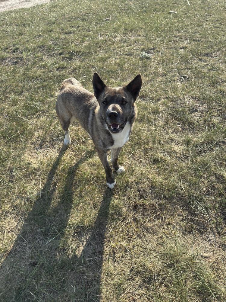 Enlarge Kit, a Adoptable mixed breed in Dodson, MT image 2/5