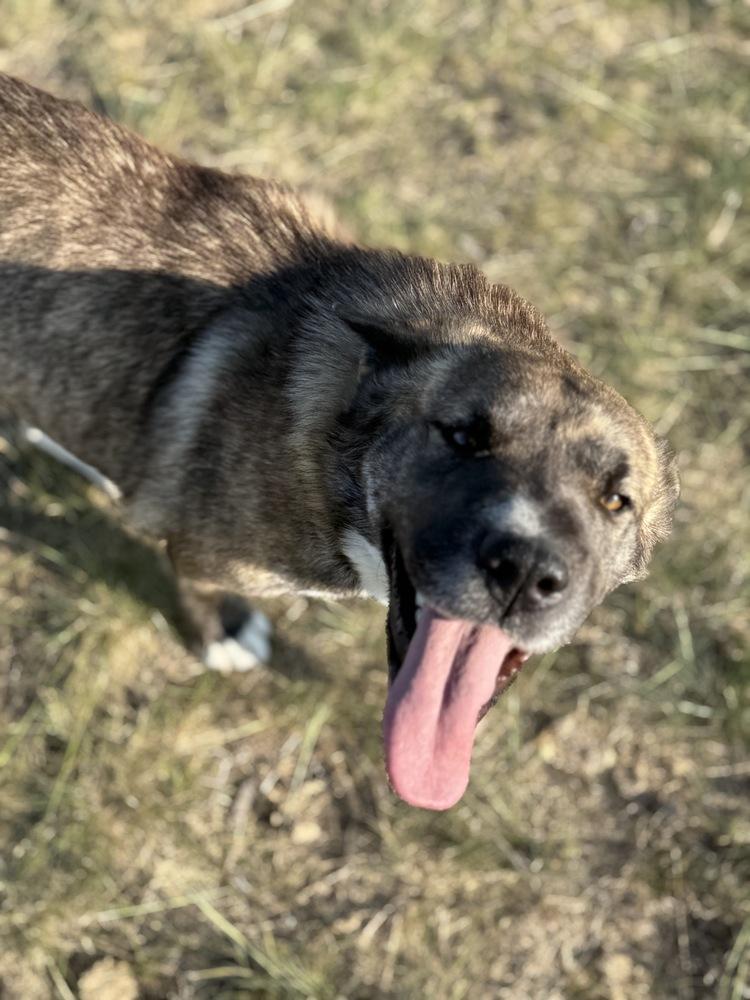 Enlarge Kit, a Adoptable mixed breed in Dodson, MT image 4/5