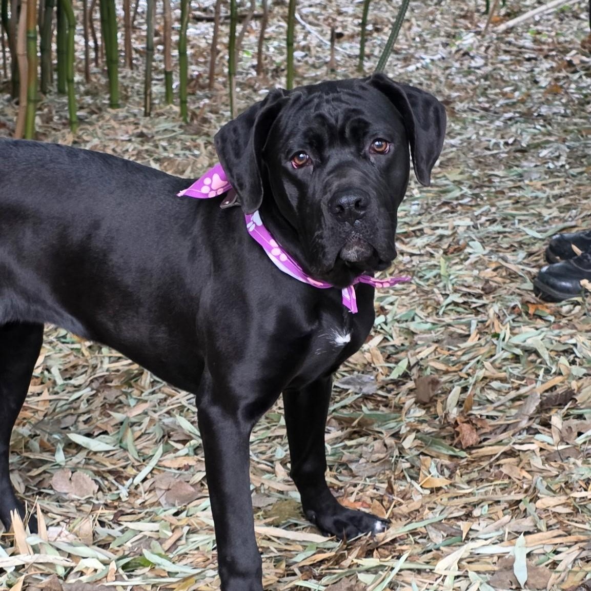 Babs, an adoptable mixed breed in Smithtown, NY image 1/6