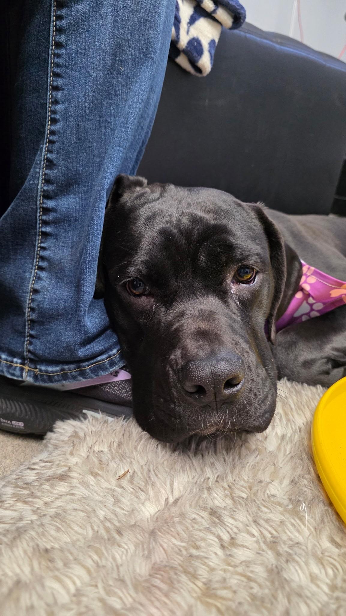 Babs, an adoptable mixed breed in Smithtown, NY image 2/6