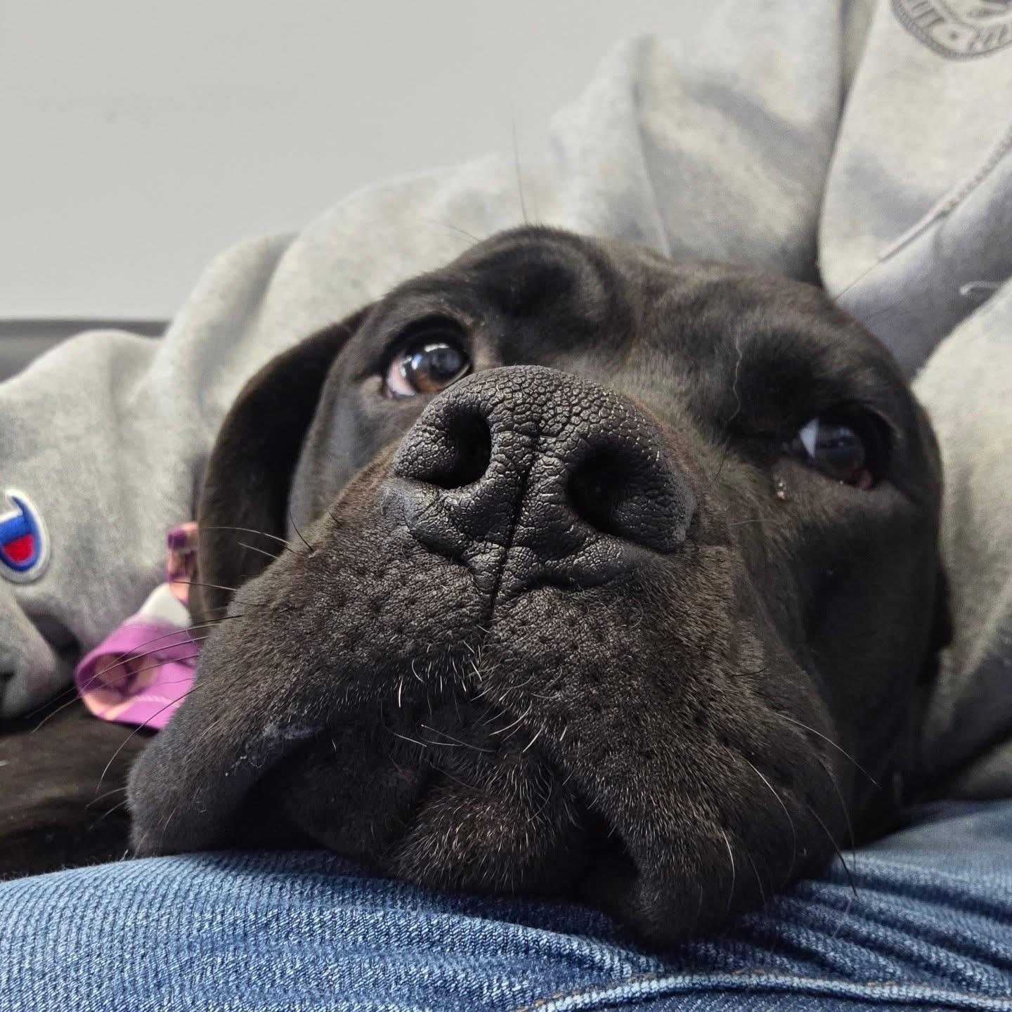 Babs, an adoptable mixed breed in Smithtown, NY image 3/6