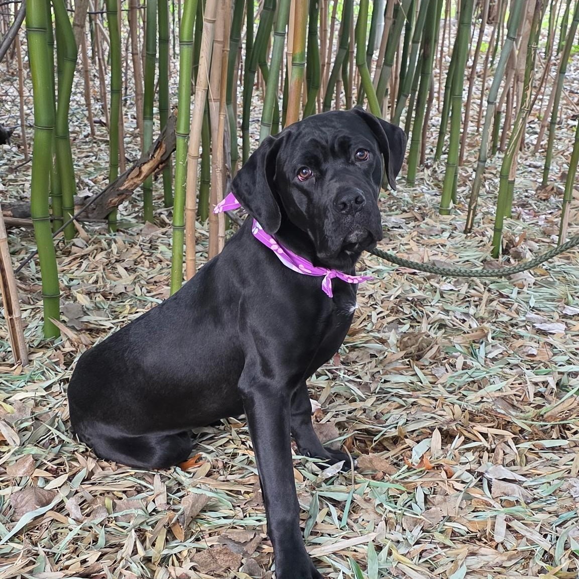Babs, an adoptable mixed breed in Smithtown, NY image 4/6