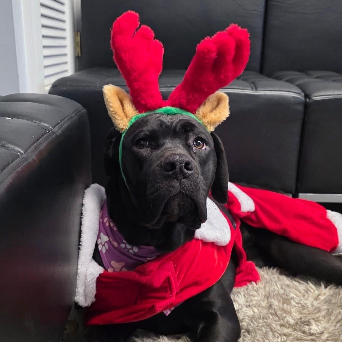 Babs, an adoptable mixed breed in Smithtown, NY image 5/6