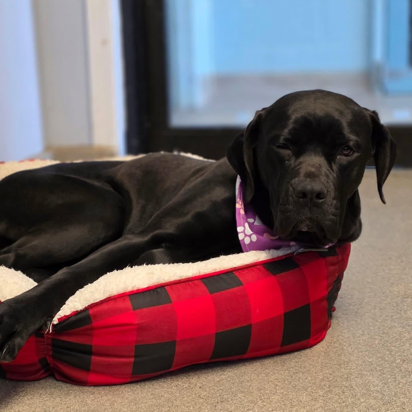 Babs, an adoptable mixed breed in Smithtown, NY image 6/6